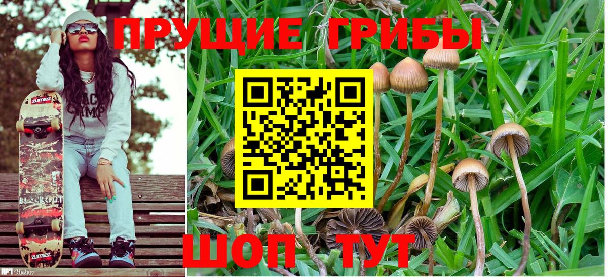 цена наркотик  Сургут  Псилоцибиновые грибы GOLDEN TEACHER  Псилоцибиновые грибы MAGIC MUSHROOMS 